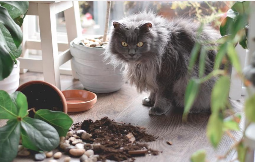 Why Cats Knock Things Off Tables (and What They're Really Thinking)