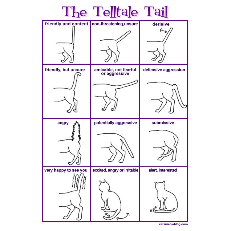 What Your Cat’s Tail Is Telling You