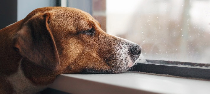 Is My Pet Lonely? Signs and What You Can Do