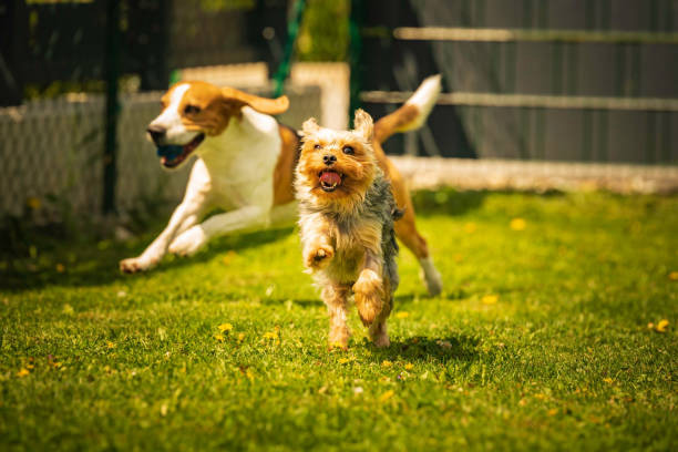 Smart Tips for Successful Dog Walks: Train Your Pup Like a Pro